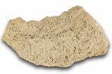 Crinoid (Ailsacrinus) Mass Mortality Plate - Northleach, England #243519-1